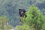 Spectacled Bear, Termas de Papallacta